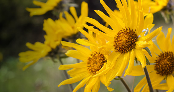 Yellow Sunflowers